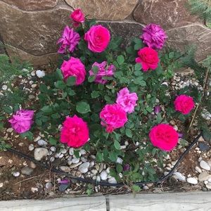 Meet your Posher, Samira